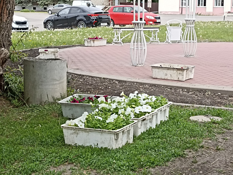 ЦВЕТЫ - НА КЛУМБЫ. ЦВЕТЫ - НА КЛУМБЫ.